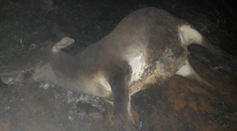 Animal morto após ser queimado por incêndio que ocorreu em Trabiju