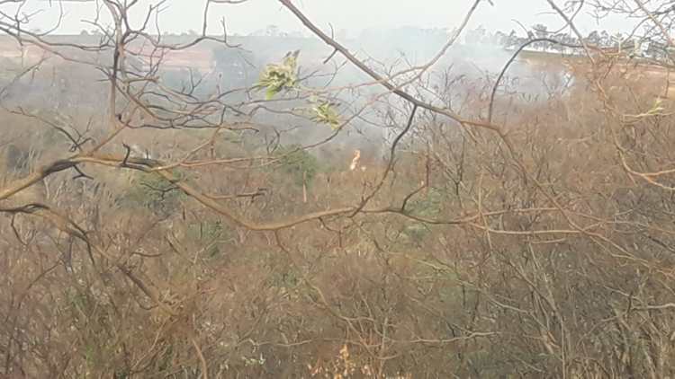Focos de incêndio ainda atingiam matas de Trabiju após 24 horas da grande queimada