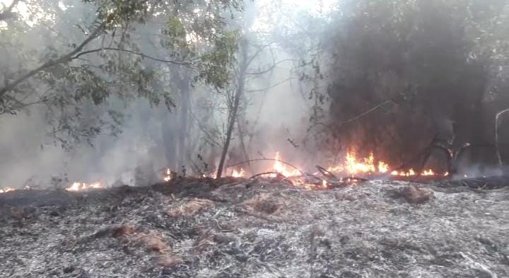 Focos de incêndio ainda atingiam matas de Trabiju após 24 horas da grande queimada