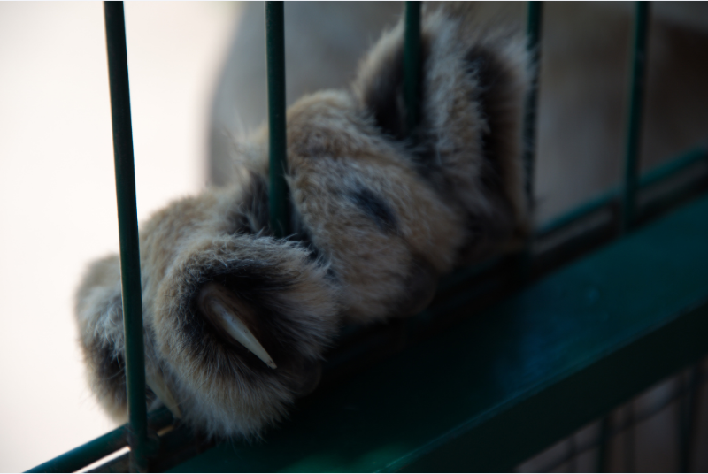 Lei estadual exige que síndicos denunciem moradores por maus-tratos contra animais