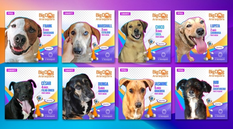 BBB Diferente: "Big Dog Araraquara" apresenta cães disponíveis para adoção