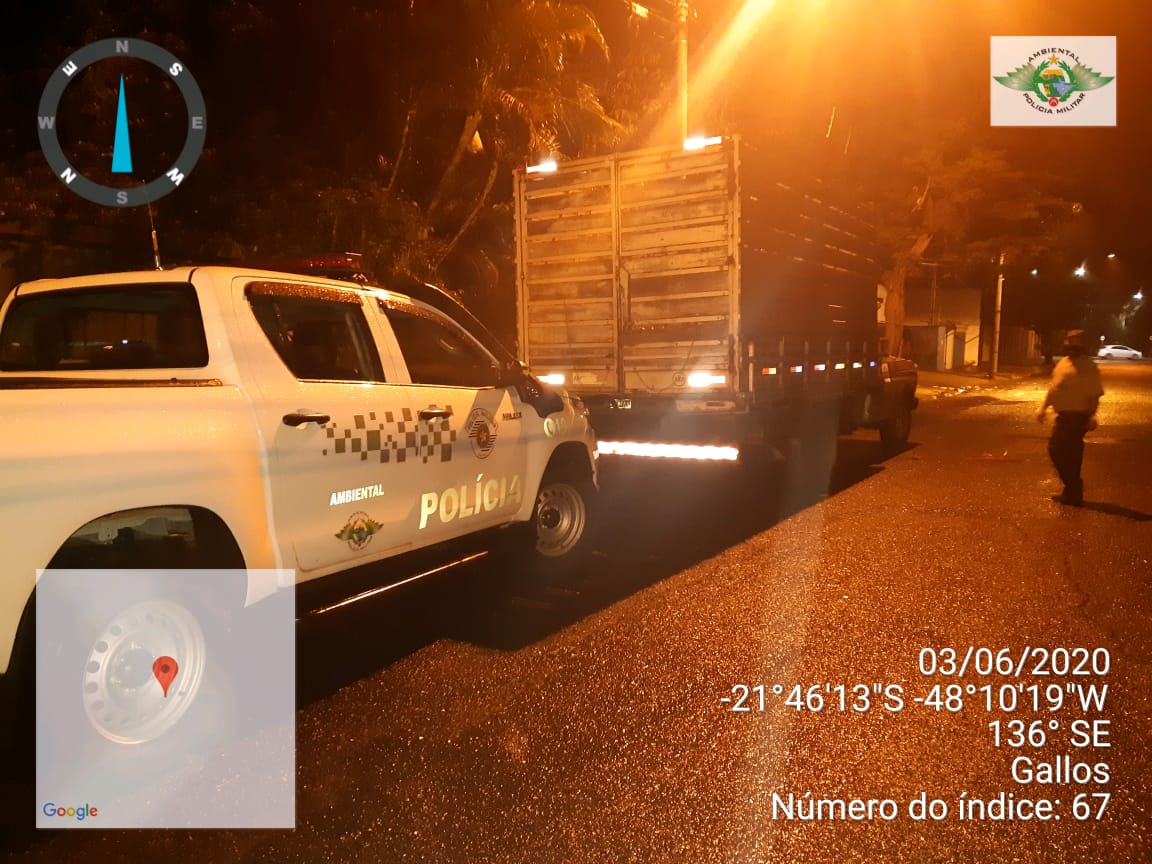 Polícia Ambiental de Araraquara flagra 76 galos de rinha em situação de maus-tratos