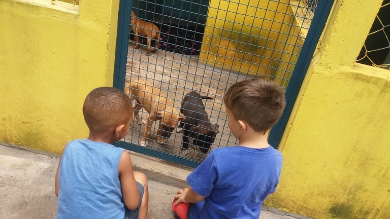 Adote: Campanha de Adoção de Animais acontece neste (12) em Araraquara