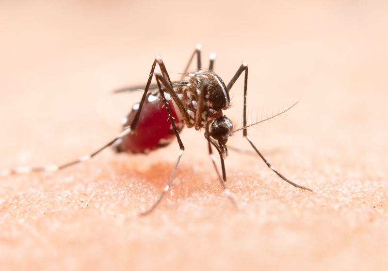 Dengue preocupa e Araraquara já registrou quase mil casos da doença