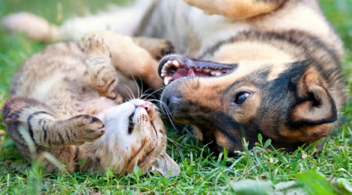 Campanha doará 500kg de ração para cães e gatos neste sábado (6)