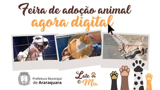 Conheça os animaizinhos disponíveis na ‘Feira de Adoção Online’ deste sábado (13)