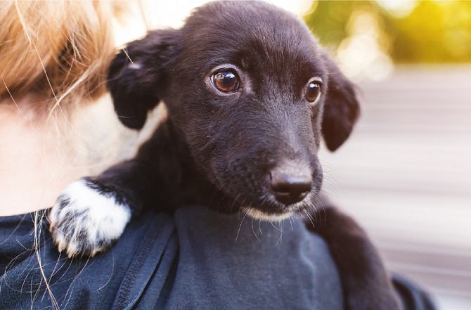 Entenda como funciona a guarda compartilhada de animais de estimação