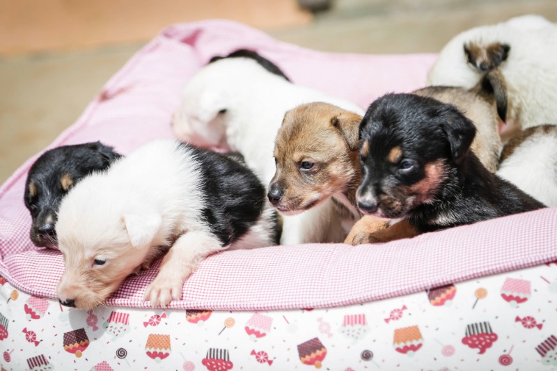 Evento gratuito contra maus-tratos de animais acontece hoje em Araraquara