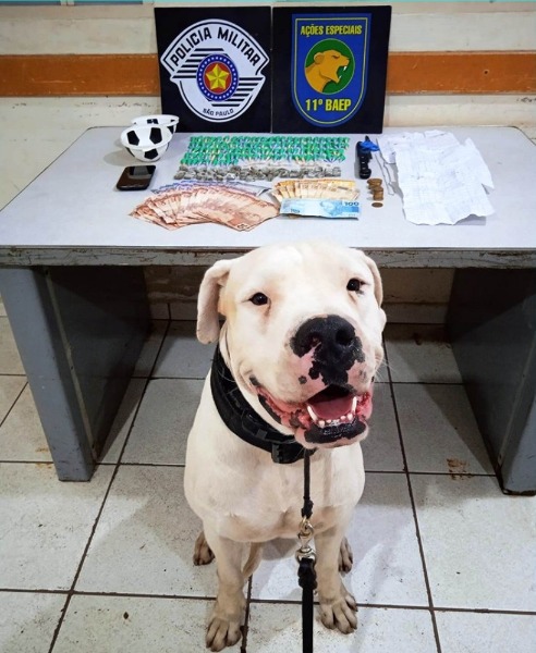 Traficante danifica viatura e foge a pé após ser preso em Boa Esperança do Sul