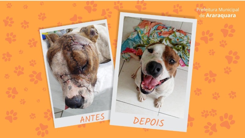 Abril Laranja: campanha busca conscientizar e prevenir maus-tratos aos animais