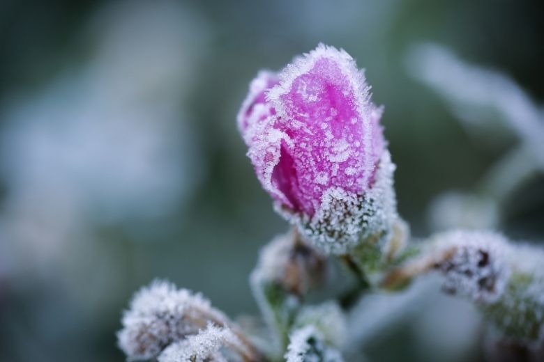 Araraquara deve ter geada e frio de 3ºC nesta quarta-feira