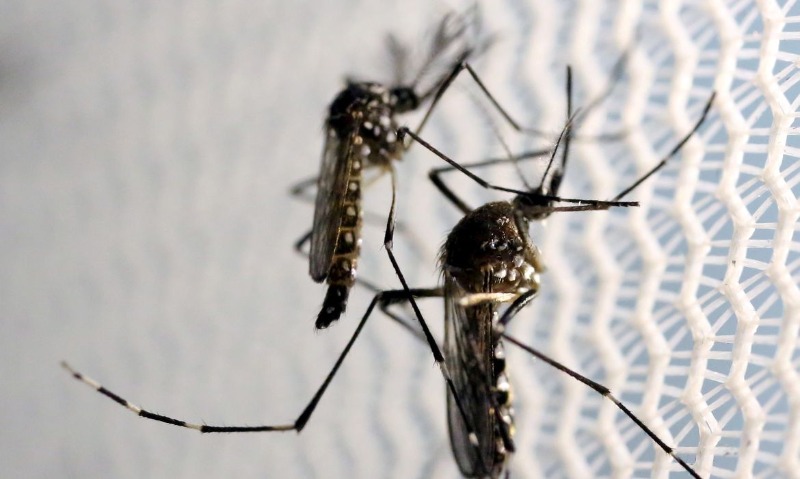 Dengue: Araraquara registra quarta morte