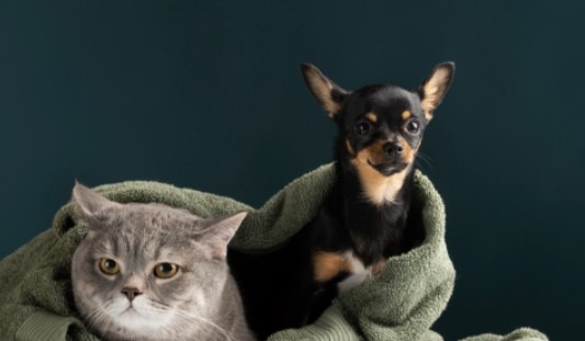 Pets: veterinário explica a importância da vermifugação para a saúde de cães e gatos