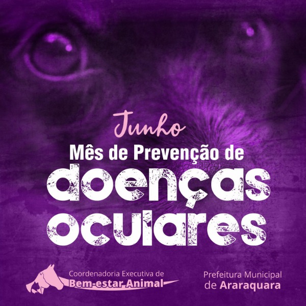 Bem-estar Animal alerta para doenças oftálmicas em cães e gatos