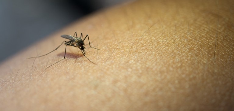 Araraquara se aproxima de 2 mil casos da dengue; veja os números