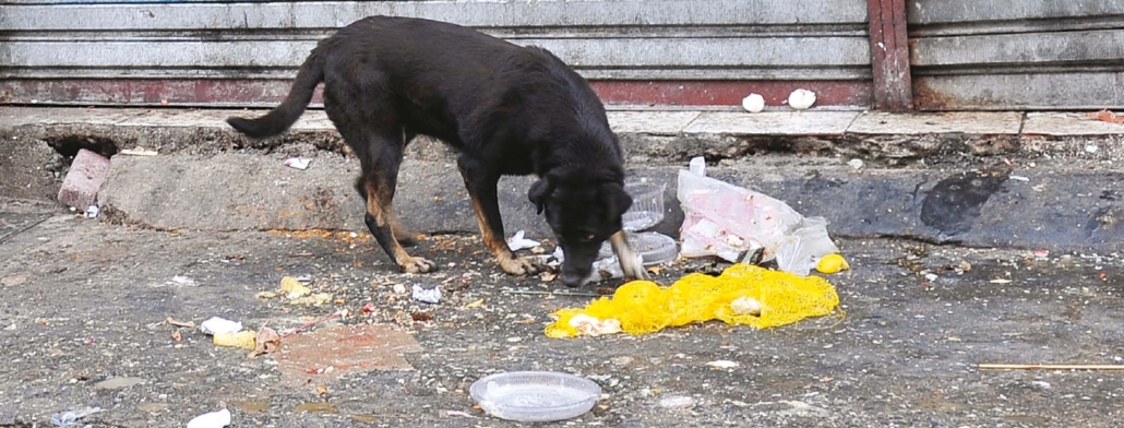 Abandono de animais aumenta em Araraquara em plena pandemia
