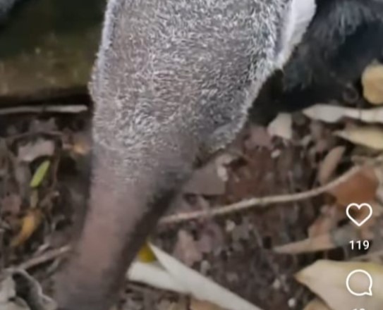 Filhote de tamanduá-bandeira é encontrado na região; veja o vídeo