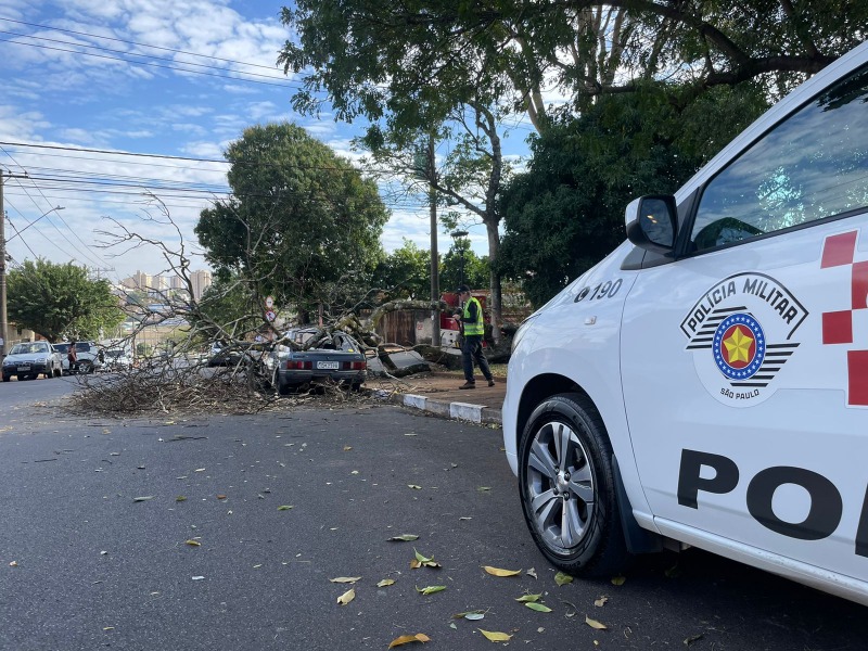 Veículo fica com vidros destruídos após queda de árvore em Araraquara