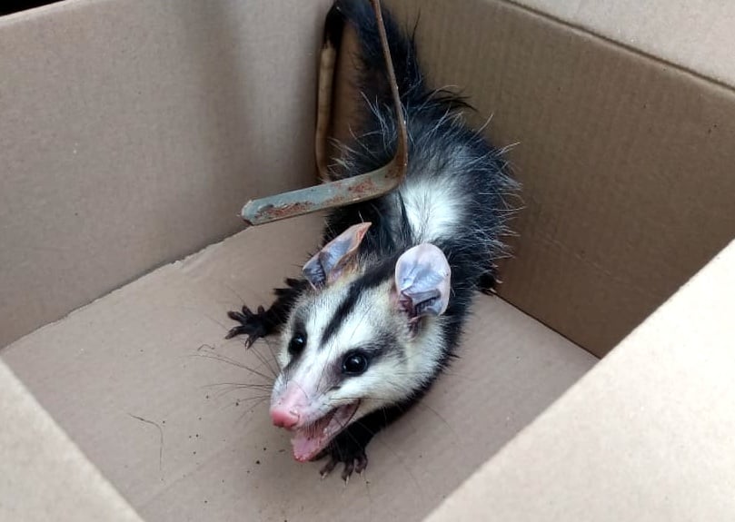 Gambá é resgatado em Araraquara depois de entrar em prédio
