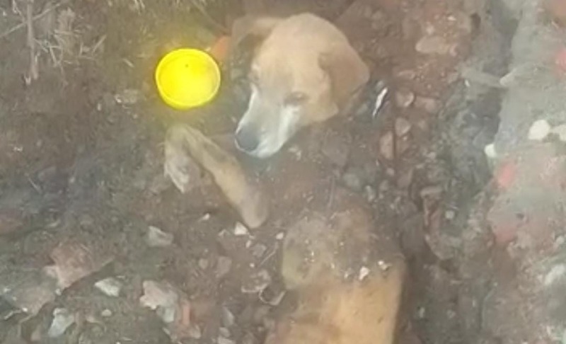 Cão é enterrado vivo em Araraquara; animal foi resgatado desnutrido e anêmico
