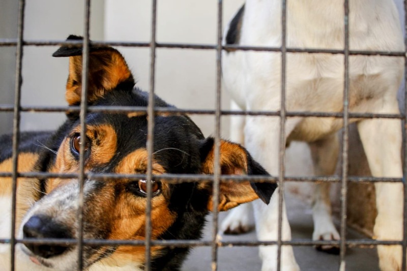 Campanha de Adoção de Animais acontece neste sábado (24)