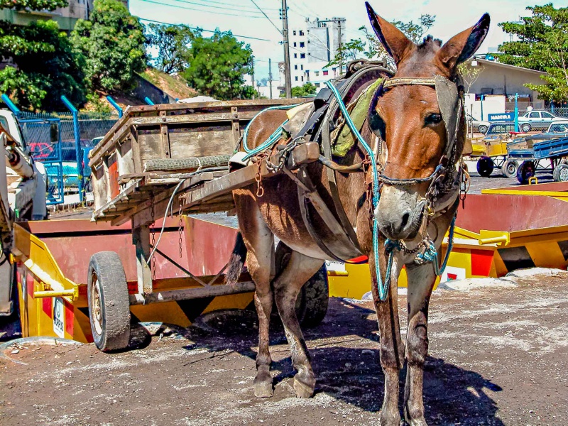 Lei que proíbe o uso de carrocinhas em animais é sancionada em Matão