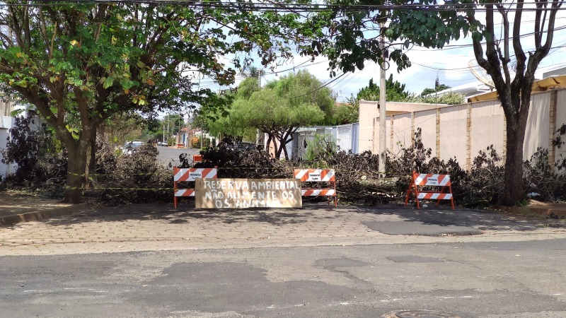 Árvore que caiu na semana passada em Araraquara será retirada amanhã pela prefeitura