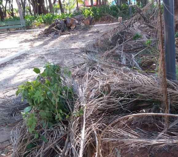 Morador reclama de restos de podas de árvores em praça de Araraquara; ‘tudo abandonado’