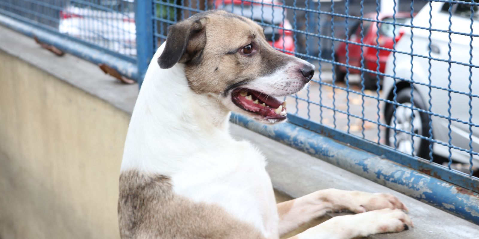 Fogos podem perturbar os pets; veja dicas que podem ajudar