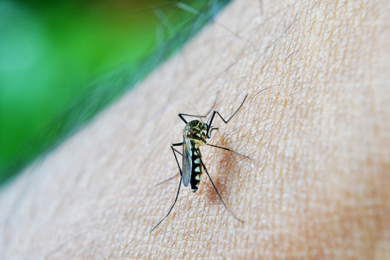 Preocupação: Brasil pode terminar o ano com recorde de casos e de mortes por dengue
