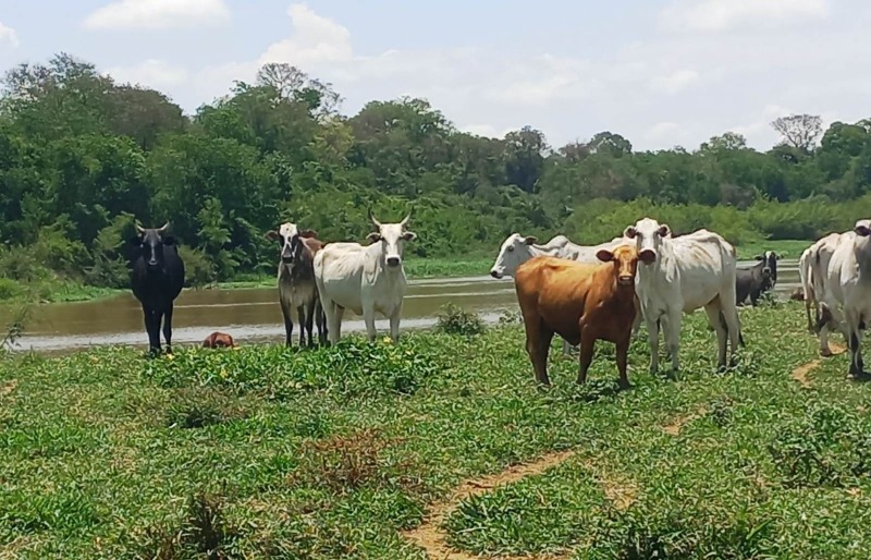 Dono de fazenda é multado em R$ 5 milhões por gado em área de preservação ambiental
