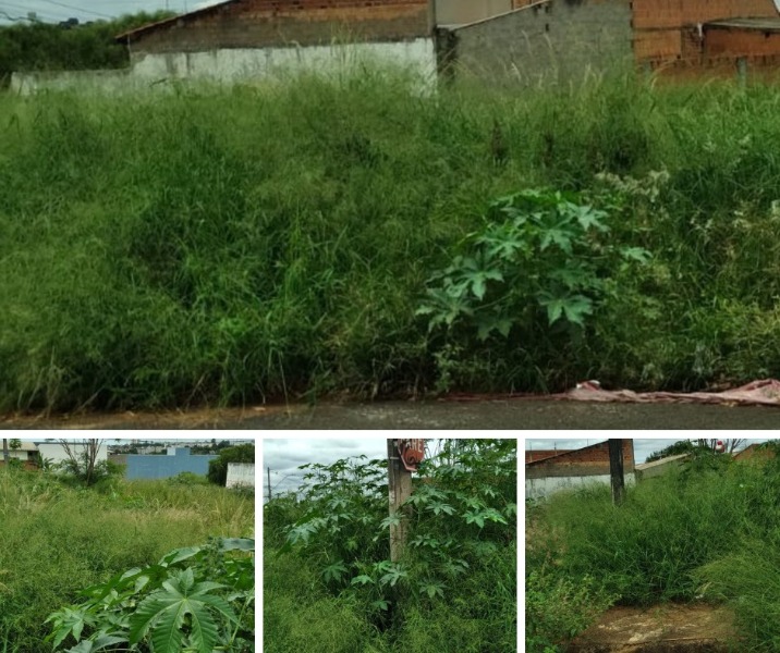 Morador reclama de terreno abandonado em Araraquara; 'já vi escorpiões, aranhas e ratos'
