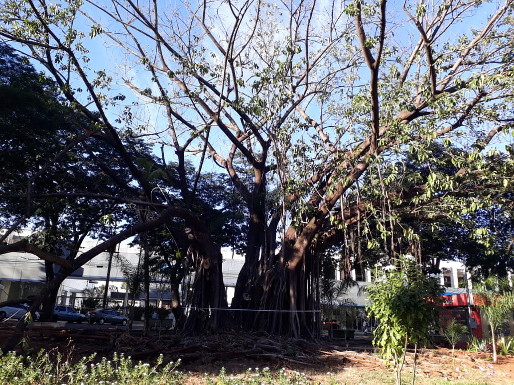 Seringueiras da Praça do Carmo começam a ser removidas