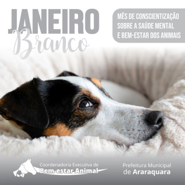 "Janeiro Branco" alerta para a saúde mental e bem-estar dos animais