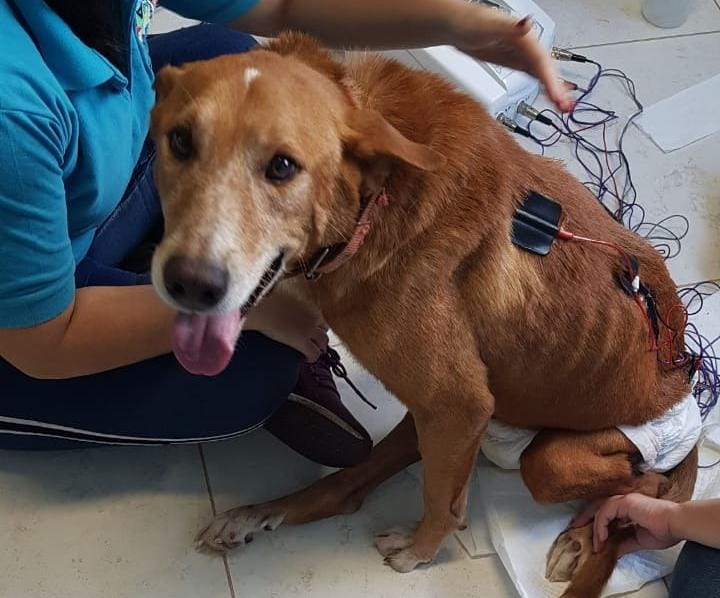 Ajude e conheça Duque, cãozinho que foi abandonado e sonha em voltar andar