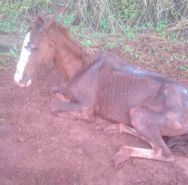 Égua é resgatada após abandono e maus-tratos no Chácara Flora