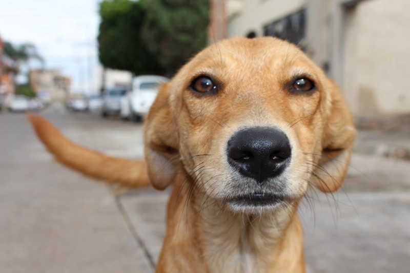 Bem-Estar Animal recebe cerca de 200 denúncias por mês em Araraquara