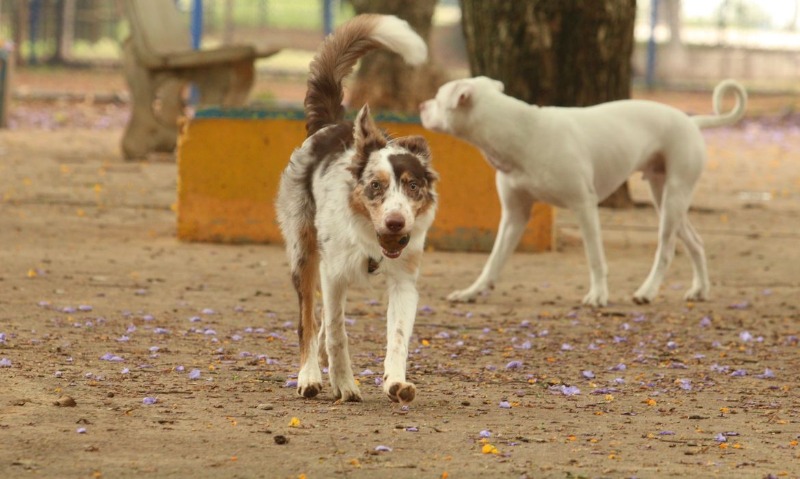 Governo proíbe uso de animais em pesquisas de cosméticos e perfumes