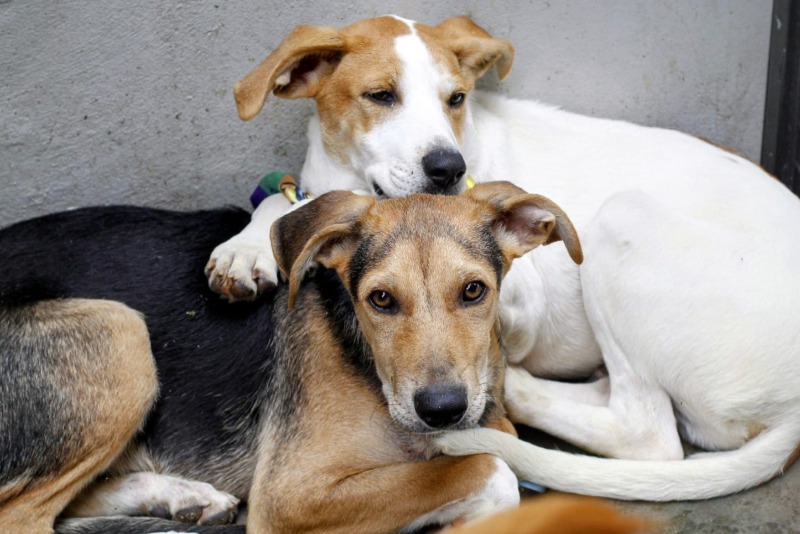 Neste sábado (4) tem campanha de adoção de animais no Parque Infantil