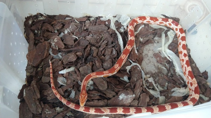 Cobras exóticas sem autorização foram encontradas pela Polícia Ambiental em residência de Araraquara