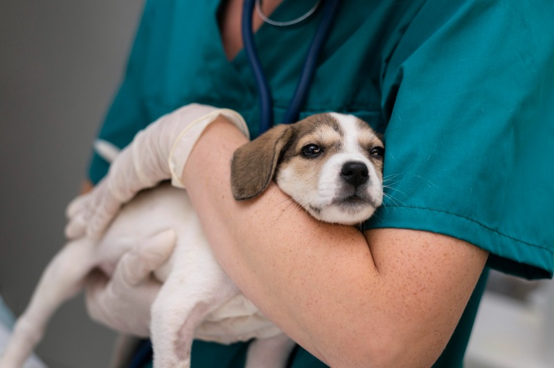 Entenda como funciona a lei para que veterinários denunciem casos de maus-tratos
