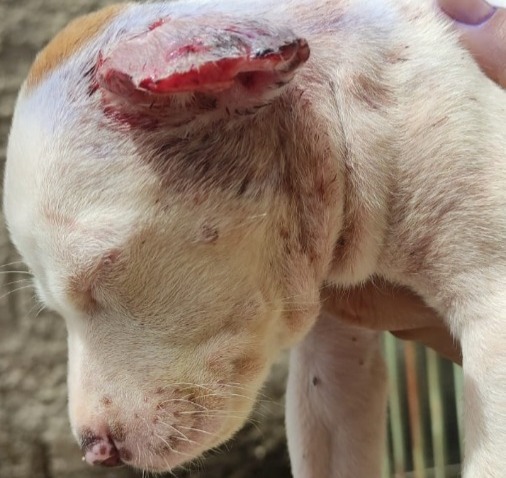 Homem é detido pela Polícia Militar após cortar orelhas do cachorro da vizinha em Araraquara