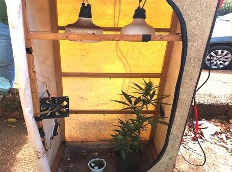 Operação localiza estufa improvisada de cultivo de maconha