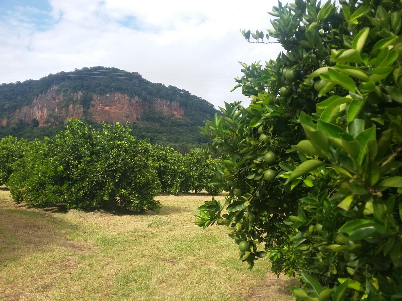 Estudo mostra que há 1 hectare de mata nativa para cada 2,5 de citros