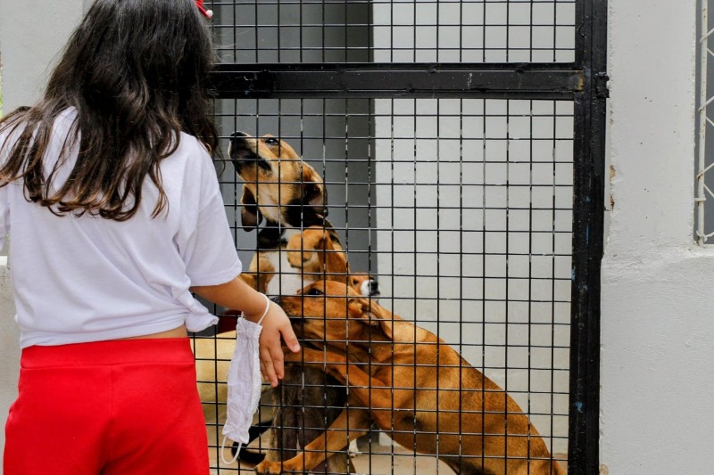 Campanha de Adoção de Animais acontece neste sábado (18) no Parque Infantil