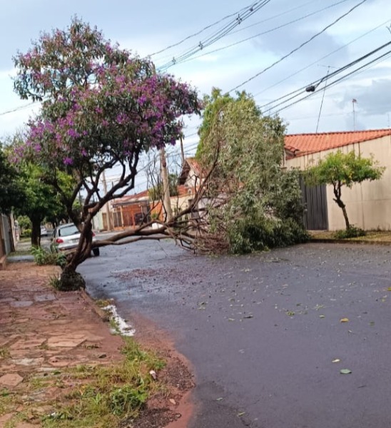 Mais de 40 árvores caíram durante forte temporal em Araraquara