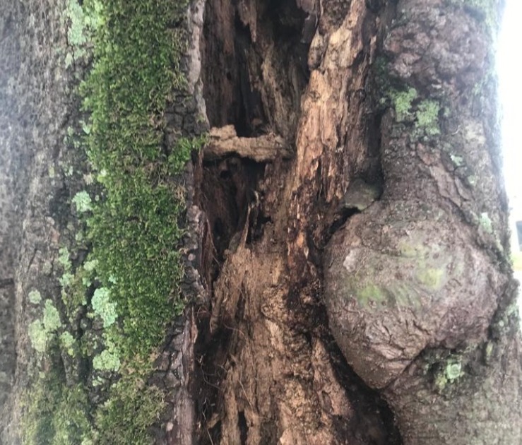 ‘Meu medo é ela cair em cima de alguém’, diz moradora sobre condições de árvore em Araraquara