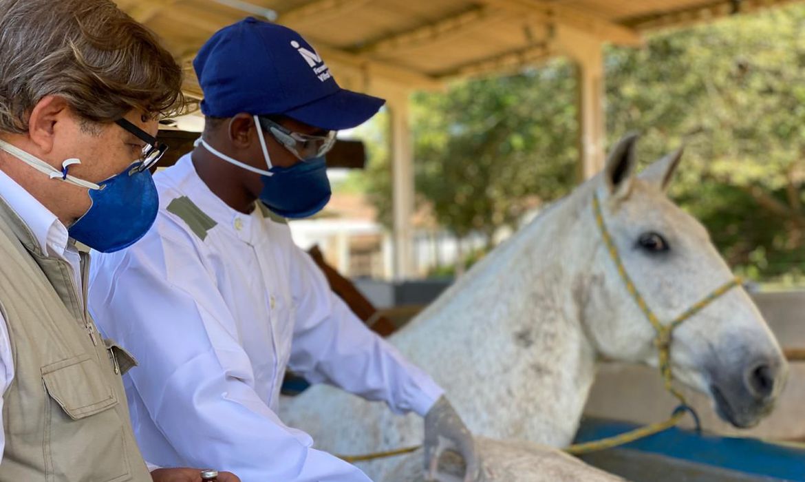 Soro produzido por cavalos é até 100 vezes mais potente contra o coronavírus