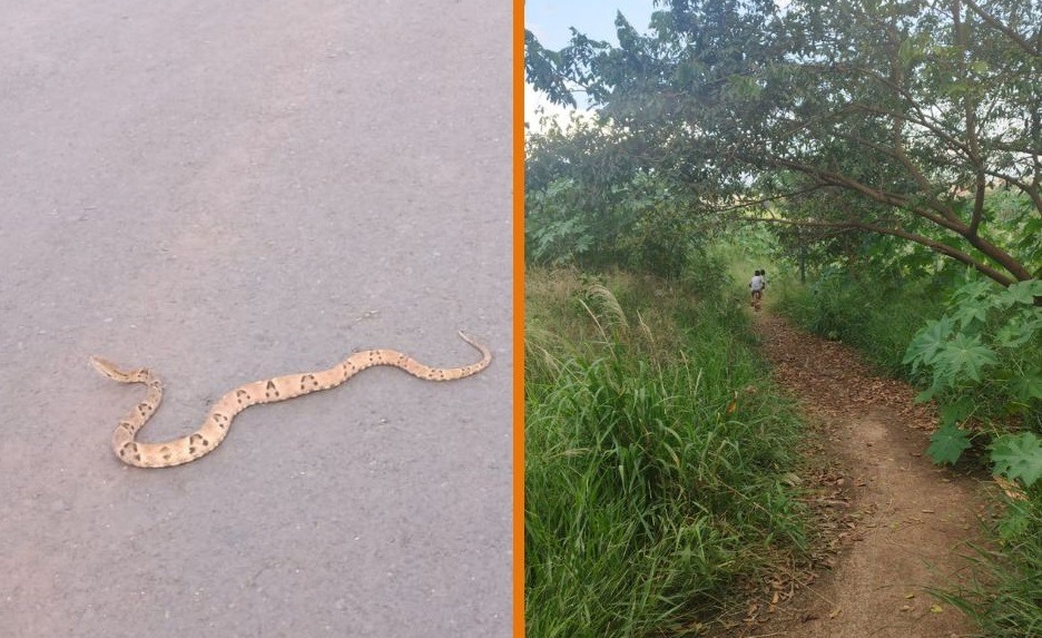 Cobras e escorpiões: falta de manutenção em área verde preocupa moradores
