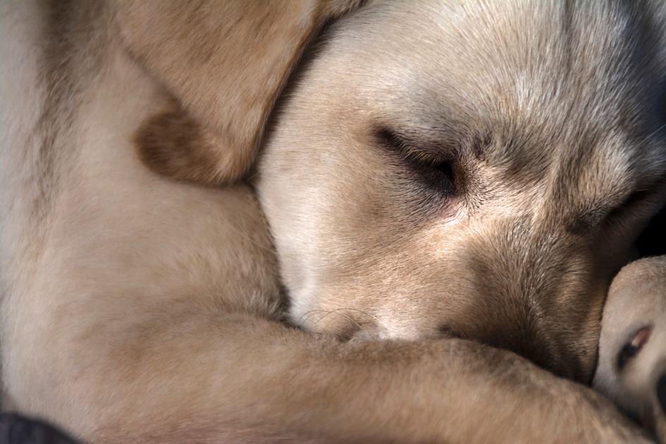 Homem é preso após matar filhote de cachorro em Araraquara